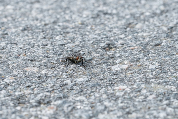Eine große Fliege sitzt auf dem Asphalt einer geteerten Straße, Deutschland