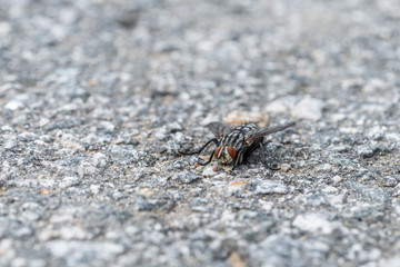 Eine große Fliege sitzt auf dem Asphalt einer geteerten Straße, Deutschland