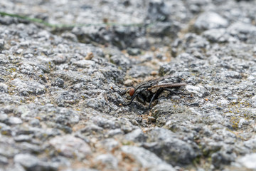 Eine große Fliege sitzt auf dem Asphalt einer geteerten Straße, Deutschland