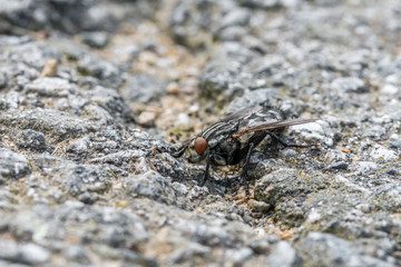 Eine große Fliege sitzt auf dem Asphalt einer geteerten Straße, Deutschland