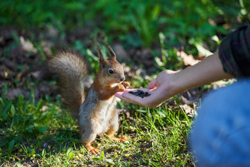 Ginger squirrel takes from hands of human seeds