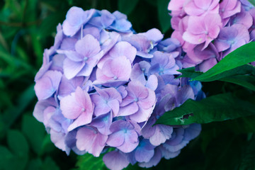 blaue Hortensie Hydrangey