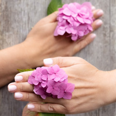 Obraz na płótnie Canvas A woman with a beautiful fashionable manicure holds beautiful hydrangea flowers. Well-groomed hands. Congratulations for her. 