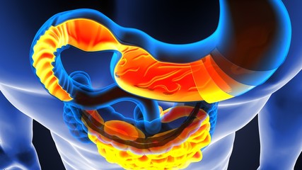 3d rendered medically accurate illustration of a  stomach anatomy