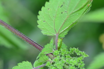 Green  Cicada  -   Buffalo treehopper  (  Stictocephala bisonia  ) from the side
