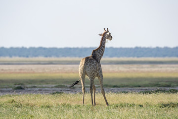 Giraffen Portrait in Etosha National Park namibia
