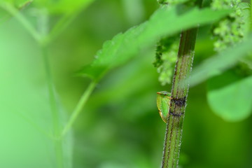 A green  Cicada  -   Buffalo treehopper  (  Stictocephala bisonia  )  on a plant