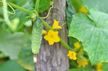 Green cucumber growing in the garden. Flowering and fruiting of vegetable. Shallow depth of field, selective focus