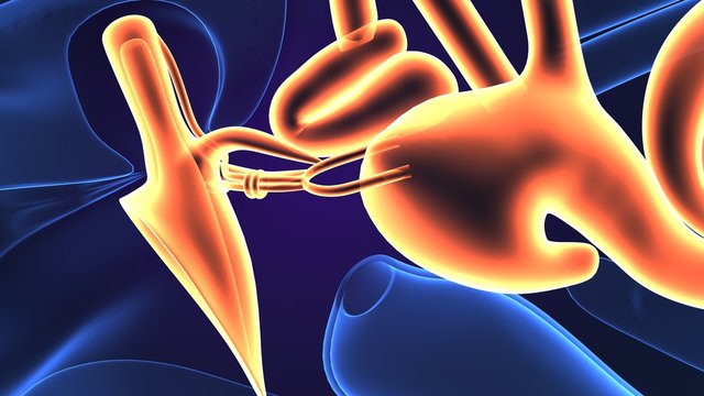 3d rendered inner ear cochlea on blue background