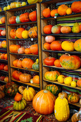 yellow pumpkins on shelf