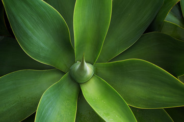 Attractive sprouts of agave, the Azores, Portugal