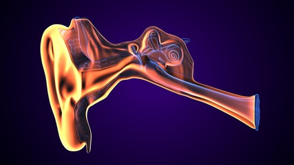 3d illustration of human body ear anatomy © microscience