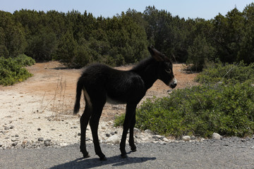 Wild donkey in northern cyprus