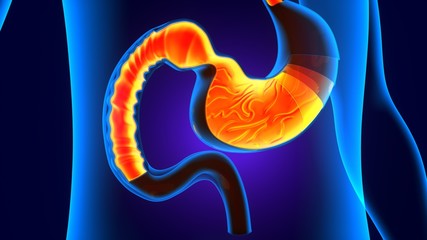 3D Illustration of Human Digestive System (Stomach Anatomy)