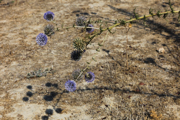 Thistle in Northern Cyprus	