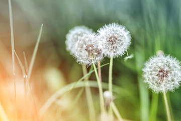 Beautiful white fluffy dandelion flowers among green grass meadow with blurred backgdrop. Summer or autumn nature bright natural background