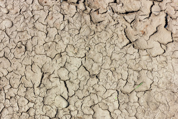 Fototapeta premium Dried soil unsuitable for the cultivation of floriculture.