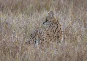 Sevale cat briefly looks behing him, while stalking in short dry grass