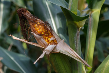 Corn cob in a corn field.
