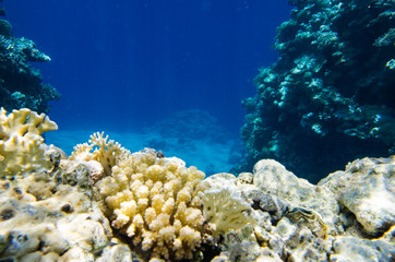 Naklejka na ściany i meble Underwater landscape of the red sea
