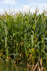 Corn field and blue sky, close up.