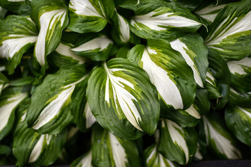 Overgrown Hosta after a rain as the background