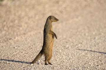 Erdhörnchen im Etosha National Park