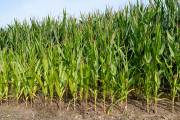 Obraz premium Corn field in Central Europe. Plants destroyed by drought.