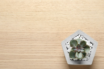 Beautiful succulent plant in stylish flowerpot on wooden background, top view with space for text. Home decor