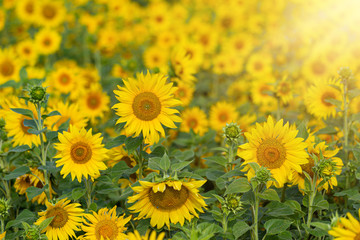 Sunflower flower for use as a background.