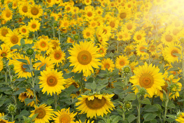 Obraz premium Sunflower flower for use as a background.