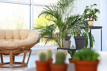 Living room interior with papasan chair and indoor plants. Trendy home decor