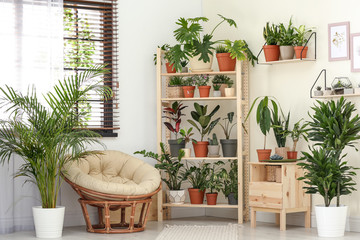 Stylish room interior with different home plants