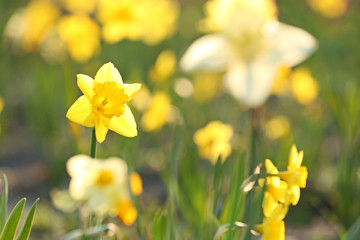 Fresh beautiful narcissus flower in field on sunny day, selective focus with space for text