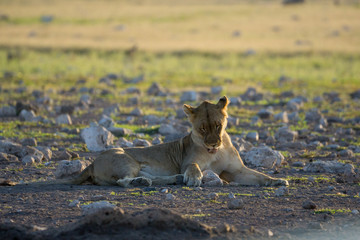 Löwin im Etosha National Park
