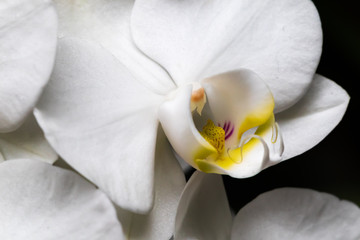 White orchid close-up