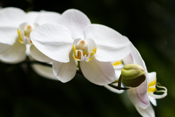 Fototapeta na wymiar White orchid with buds, close-up