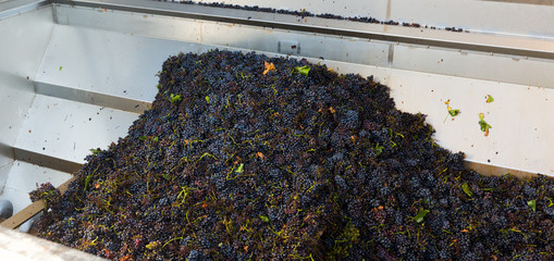 Blue grapes in crusher machine in winery