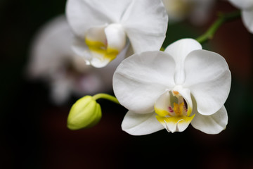 Fototapeta na wymiar White orchid with buds, close-up