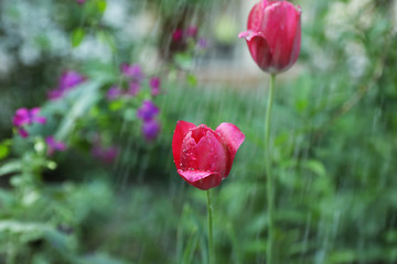 Beautiful tulip flowers in garden on rainy day