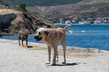 Fototapeta na wymiar Abandoned homeless stray dog at the waterfront outside of Foca in the Izmir province in Turkey .Stray dogs and cats are a problem in Turkey.