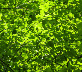 Fototapeta na wymiar beauty green leaves