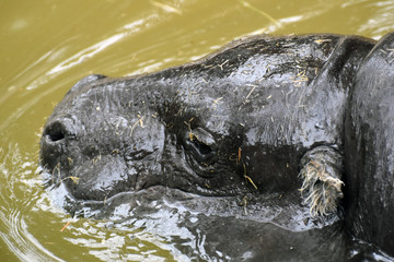 Ippopotamo nano nell'acqua