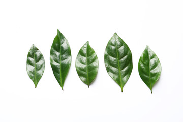 Fresh green coffee leaves on white background, top view