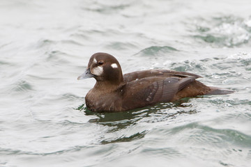 Harlequin Duck (Histrionicus histrionicus) female swimming, Barnegat Jetty, New Jersey
