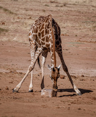 Giraffe bends over to lick the salt off a rock