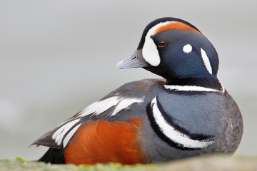 Harlequin Duck (Histrionicus histrionicus) male on rock, Barnegat Jetty, New Jersey