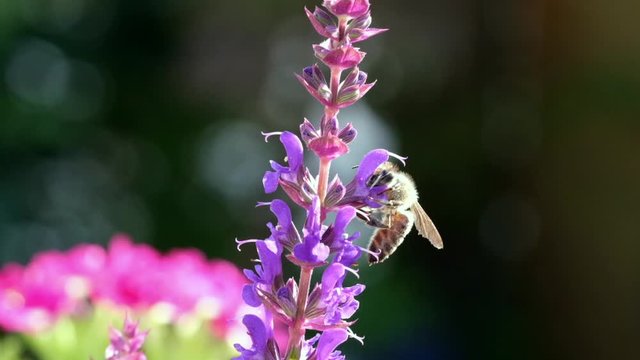 Biene auf Salbeibl&uuml;ten