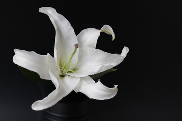 Close up single White Lily Flower on Black Background