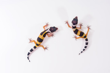 Eublepharis Macularius is cute leopard gecko. Two little Lizard.